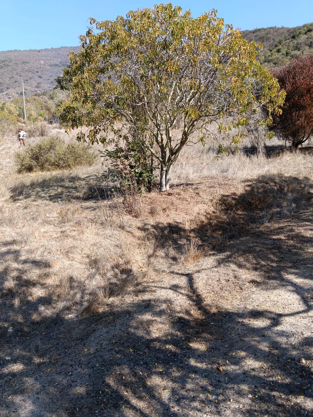 Venta Terreno en Las Piedras, Puchuncaví — imagen 4
