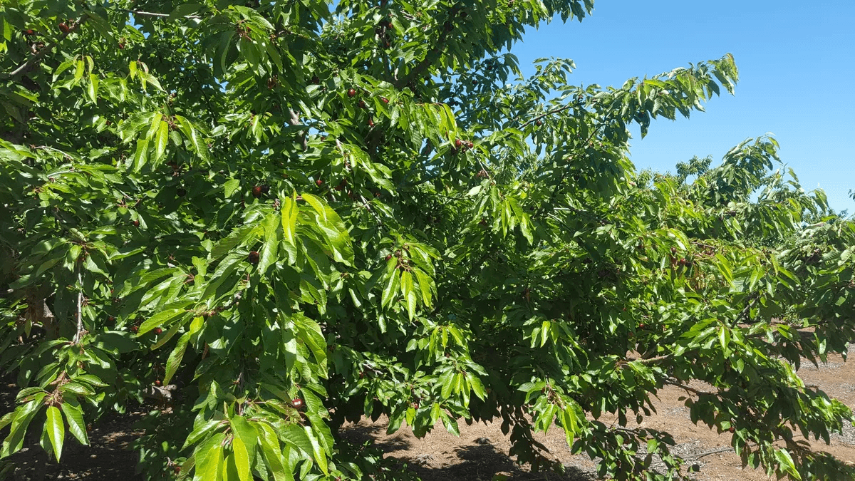 Venta de terreno agrícola con avellano — imagen 3