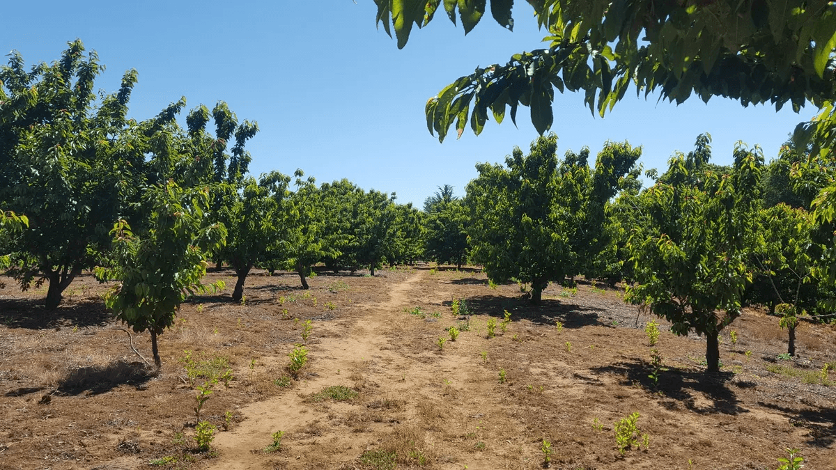 Venta de terreno agrícola con avellano — imagen 4
